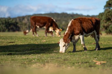 Avustralya 'da bir çiftlikte gün batımında inekler otluyor.