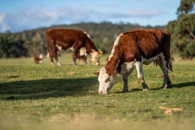 Günbatımında Avustralya 'da bir çiftlikte gün batımında bir tarlada otlayan inekler.