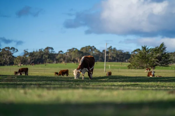 Корови Пасуться Заході Сонця Полі Заході Сонця Фермі Австралії Навесні — стокове фото