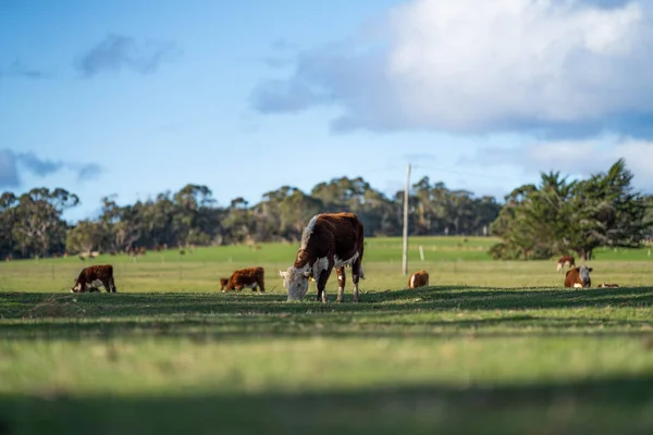 Яловичі Корови Телята Пасуться Траві Спринді — стокове фото
