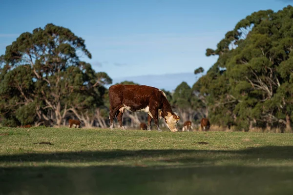 Херефордські Корови Австралії Колоді Випасується Траві Навесні — стокове фото
