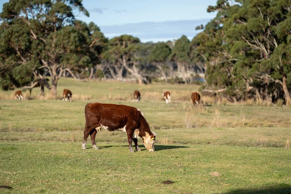 Корови Пасуться Заході Сонця Фермі Австралії — стокове фото