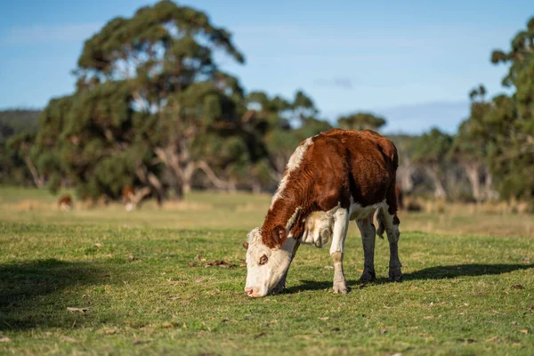 Красива Корова Їсть Траву Полі — стокове фото