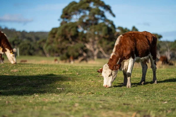 stock image cows grazing at sunset in a field at sunset on a farm in australia in springtime