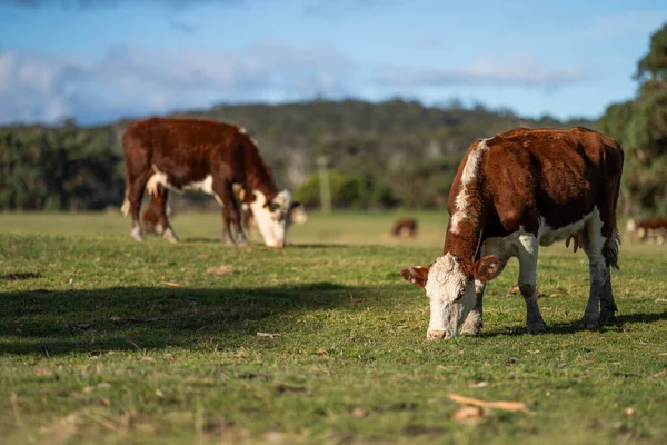 Впритул Ангус Херефорд Корови Їдять Довге Пасовище Австралії Навесні — стокове фото