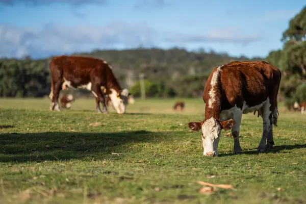 Stock image cow eating grass in a field at dusk