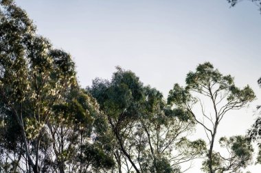Avustralya 'da bir milli parktaki ormanda yetişen yerli sakız ağacı baharda çalılıkta yetişiyor.