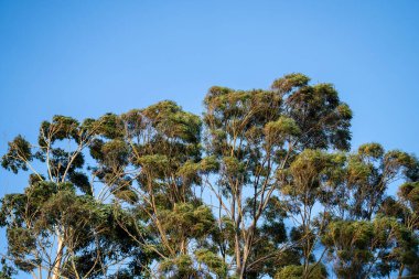 Avustralya 'da bir milli parktaki ormanda yetişen yerli sakız ağacı baharda çalılıkta yetişiyor.