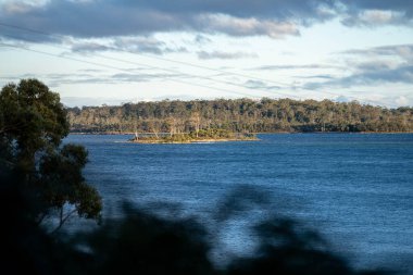 Avustralya 'da bir milli parktaki ormanda yetişen yerli sakız ağacı baharda çalılıkta yetişiyor.