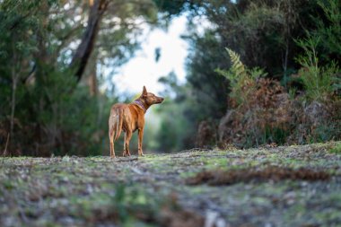 Avusturalya çalılıklarında bir parkta kelpie köpeği