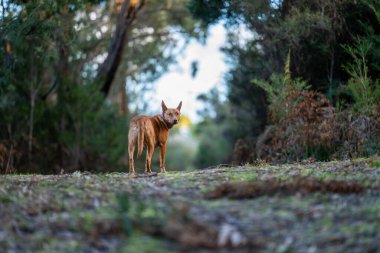 Avusturalya çalılıklarında bir parkta kelpie köpeği