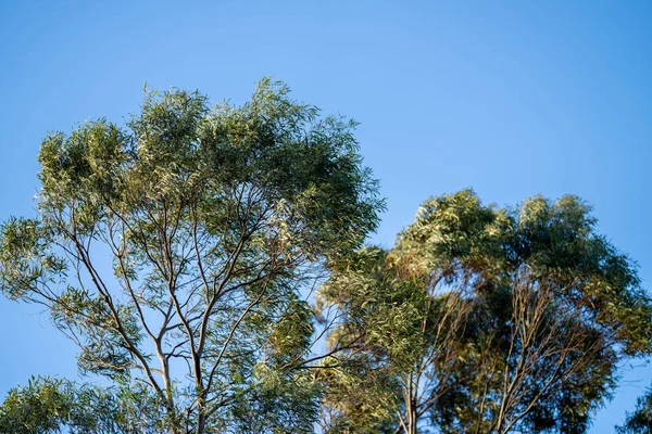 Goma Nativa Que Cresce Uma Floresta Parque Nacional Austrália Mato — Fotografia de Stock