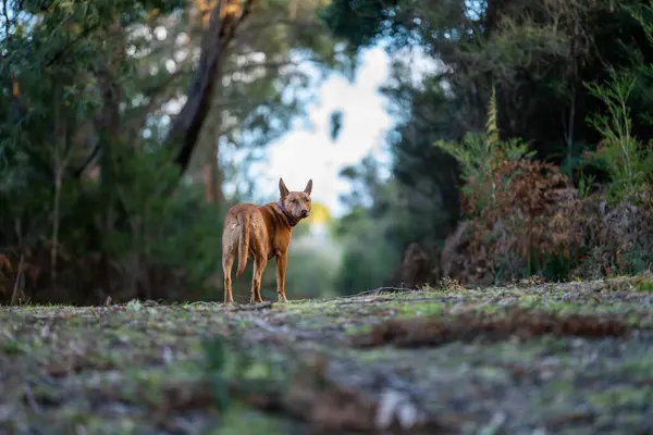 Kelpie Hund Australiska Busken Park — Stockfoto