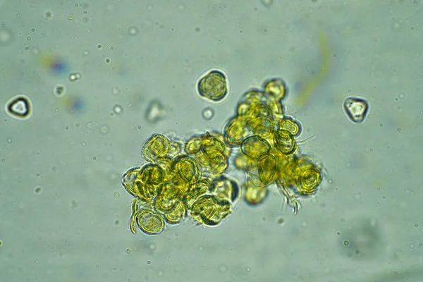 Miel Australiana Bajo Microscopio 400X — Foto de Stock