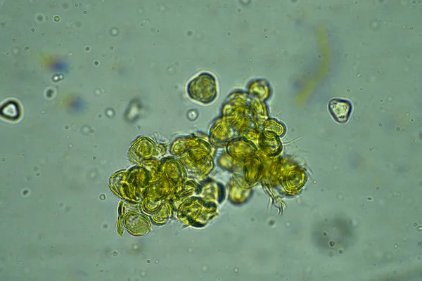 Miel Australiana Bajo Microscopio 400X — Foto de Stock