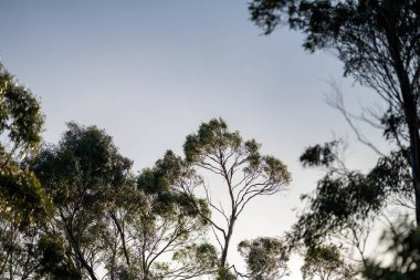 Avustralya 'da bir milli parktaki ormanda yetişen yerli sakız ağacı baharda çalılıkta yetişiyor.