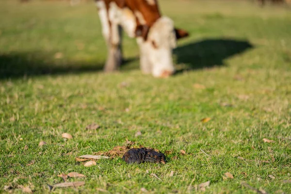 Коровий Навоз Поле Ферме Австралии Природный Компостный Материал Лугу — стоковое фото