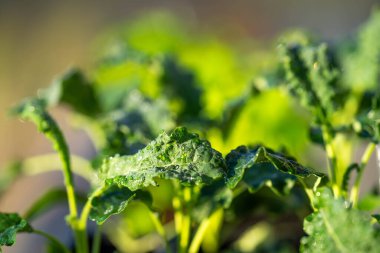 Çiftlikte sebze yetiştiren lahana tohumları. Soğuk toprakta buz ve buz ve kış sabahı bitkiler.