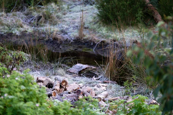 Frost Ice Wood Stack Winters Morning Australia — Stock Photo, Image