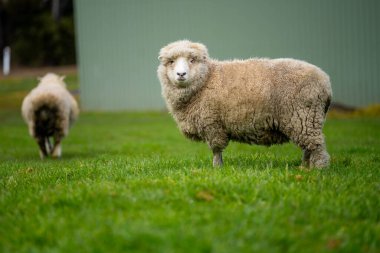 Yaz aylarında Yeni Zelanda 'da yenilenebilir tarım çiftliğinde sakız ağaçlarının altında koyun sürüsü. Avusturalya 'da damızlık Merino koyunu