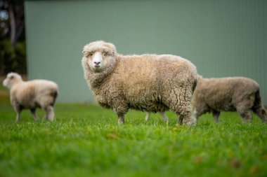 Koyunlar tarlada. Merino koyunu, Yeni Zelanda 'da otlanıyor ve ot yiyor.