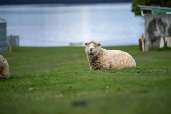 ニュージーランドの再生農場で夏にガムの木の下で羊の群れ オーストラリアのメリノ羊の研究 — ストック写真