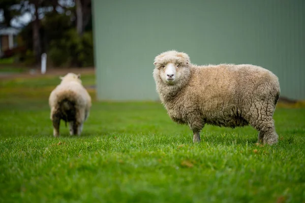 Owce Polu Merino Owca Wypas Jedzenie Trawy Nowej Zelandii — Zdjęcie stockowe