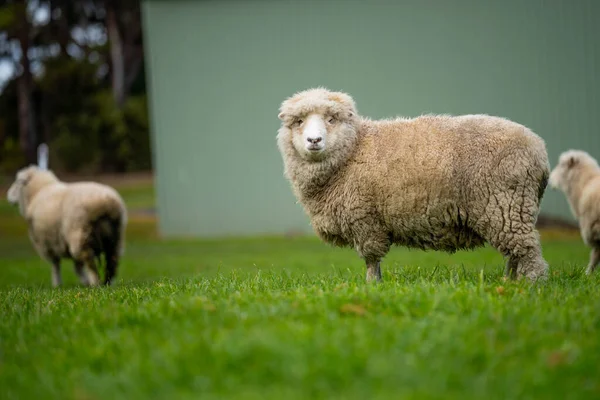 Шерстистые Овцы Лугу Ферме Австралии — стоковое фото