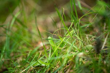 İlkbaharda bir çayırda Avustralya yerlilerinin otlaklarını kapatıyoruz.