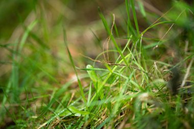 Yenilenebilir tarım çiftliğindeki uzun otlar. Avustralya 'da ilkbaharda, Avustralya' da çalılıklarda bir çayır. 