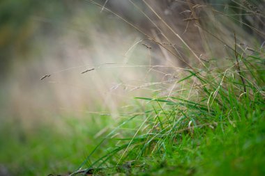 İlkbaharda bir çayırda Avustralya yerlilerinin otlaklarını kapatıyoruz.