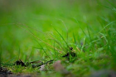 Yenilenebilir tarım çiftliğindeki uzun otlar. Avustralya 'da ilkbaharda, Avustralya' da çalılıklarda bir çayır. 