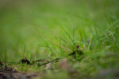 Yenilenebilir tarım çiftliğindeki uzun otlar. Avustralya 'da ilkbaharda, Avustralya' da çalılıklarda bir çayır. 
