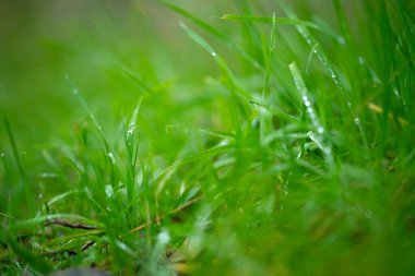 Yenilenebilir tarım çiftliğindeki uzun otlar. Avustralya 'da ilkbaharda, Avustralya' da çalılıklarda bir çayır. 
