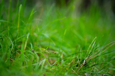İlkbaharda bir çayırda Avustralya yerlilerinin otlaklarını kapatıyoruz.