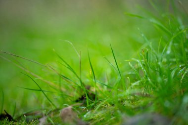 Yenilenebilir tarım çiftliğindeki uzun otlar. Avustralya 'da ilkbaharda, Avustralya' da çalılıklarda bir çayır. 