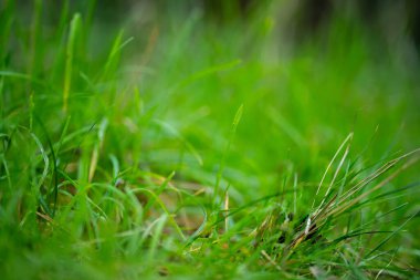 Yenilenebilir tarım çiftliğindeki uzun otlar. Avustralya 'da ilkbaharda, Avustralya' da çalılıklarda bir çayır. 
