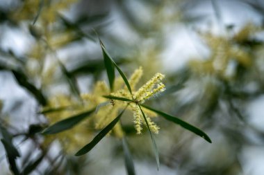 İlkbaharda sarı çiçekli yerli Avustralya bitkileri