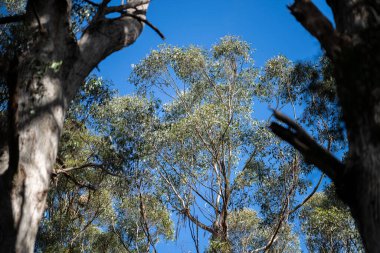 Avustralya 'daki bir milli parktaki ormanda yetişen yerli sakız ağacı. 