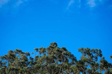 Avustralya 'daki bir milli parktaki ormanda yetişen yerli sakız ağacı. 