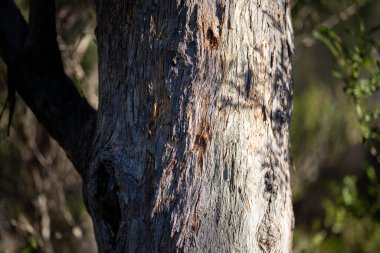 Avustralya 'daki bir milli parktaki ormanda yetişen yerli sakız ağacı. 