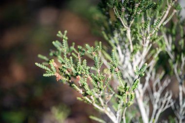 Avustralya 'daki bir milli parktaki ormanda yetişen yerli sakız ağacı. 