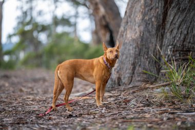 Deniz yosunlu bir kumsalın yakın plan çekimi.