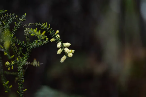 Αυτόχθονα Αυστραλιανά Φυτά Κίτρινα Άνθη Την Άνοιξη — Φωτογραφία Αρχείου