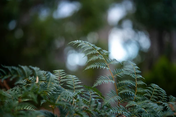 タスマニア オーストラリアのアウトバックでフォレストの茂みで成長するフェルナン植物 — ストック写真
