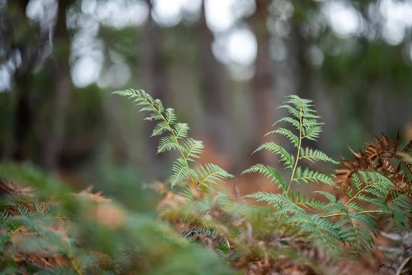Fern plant growing in the bush in the Forrest in the outback in Tasmania Australia. in spring