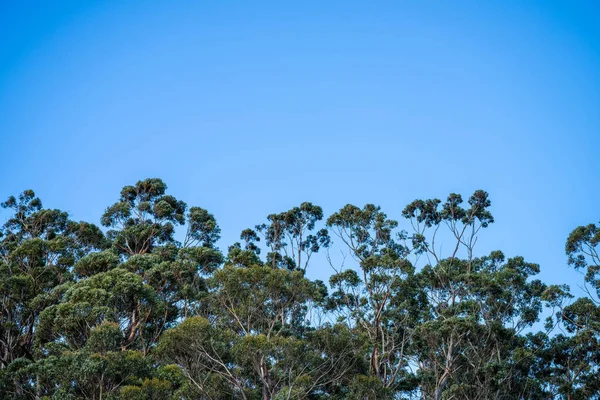 stock image native gum tree growing in a forest in a national park in australia in the bush 