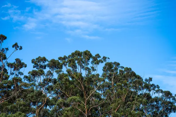 Goma Nativa Que Cresce Uma Floresta Parque Nacional Austrália Mato — Fotografia de Stock