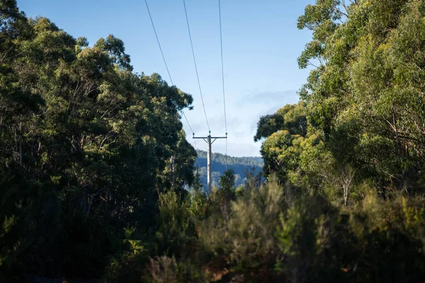 stock image native gum tree growing in a forest in a national park in australia in the bush 