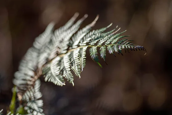Fern plant growing in the bush in the Forrest in the outback in Tasmania Australia. in spring